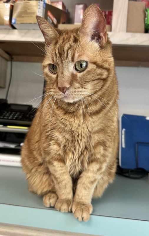Photo of Cinnamon #image