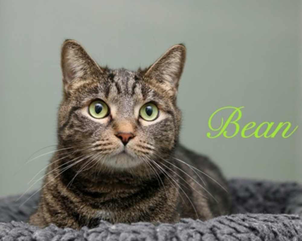 Photo of Bean #image