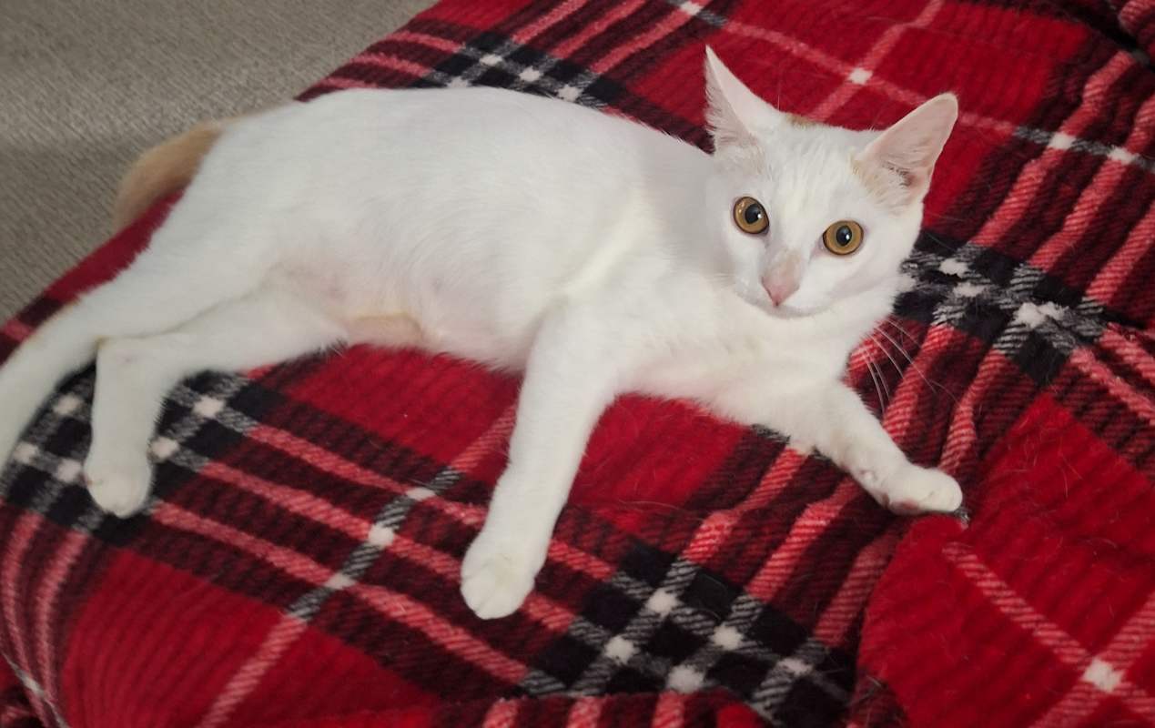 Photo of Turkish Van #image