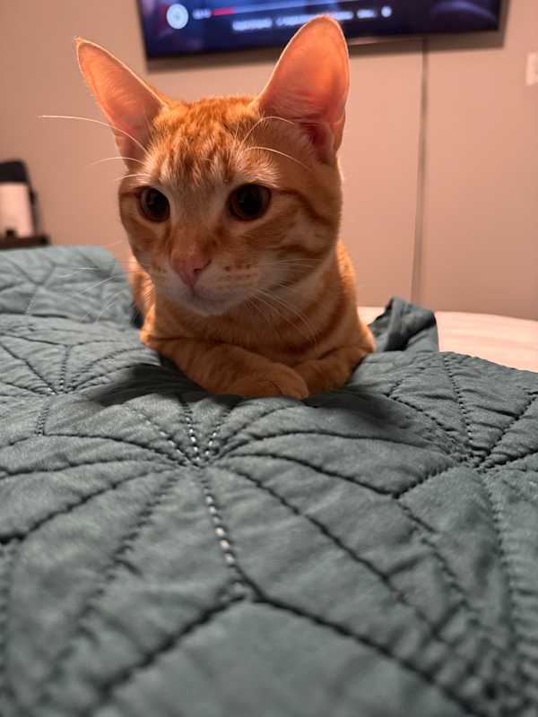 Photo of Ollie #image