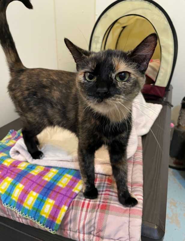 Photo of Binx #image