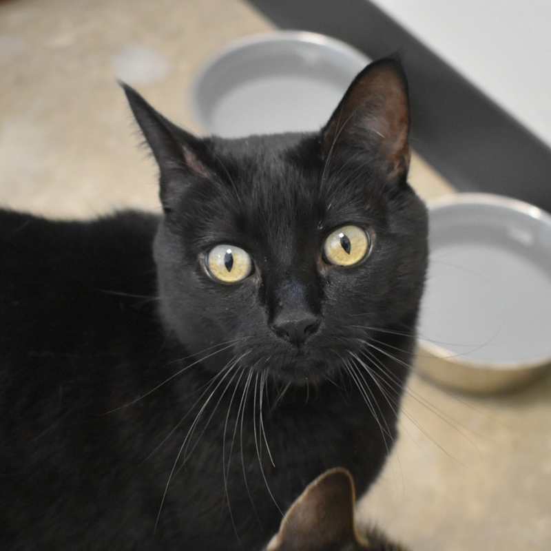 Photo of Luna* #image