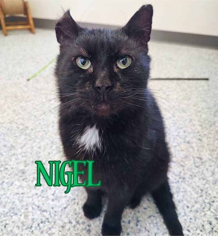 Photo of Nigel #image