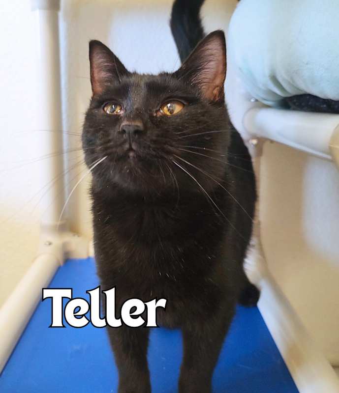 Photo of Teller #image