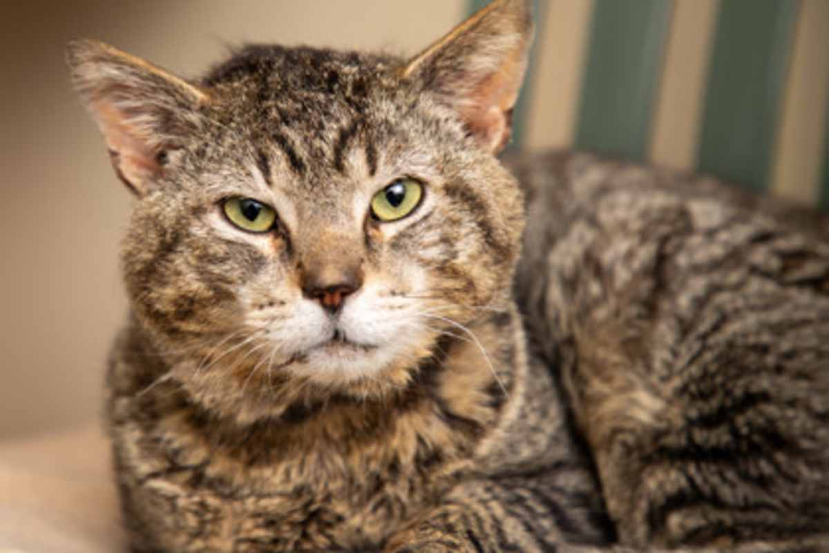 Photo of Big Boy #image