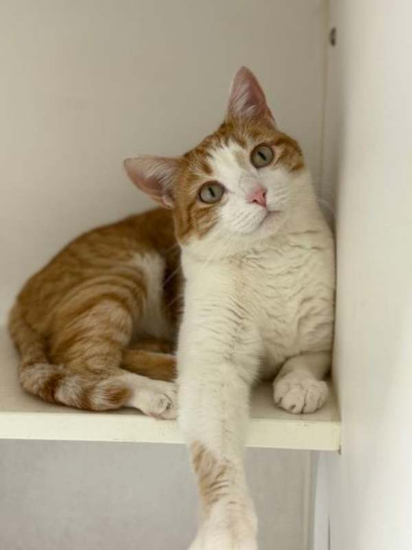 Photo of Mango (Taiki) #image