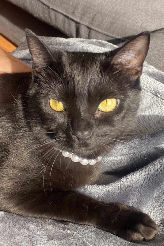 Photo of Midnight #image