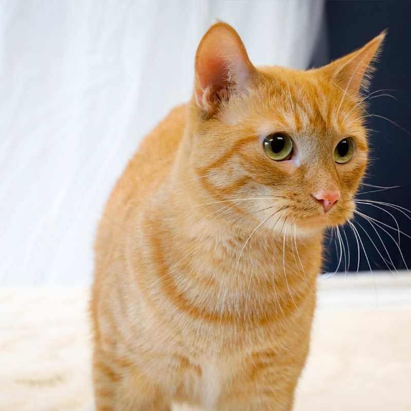 Photo of Nellie #image