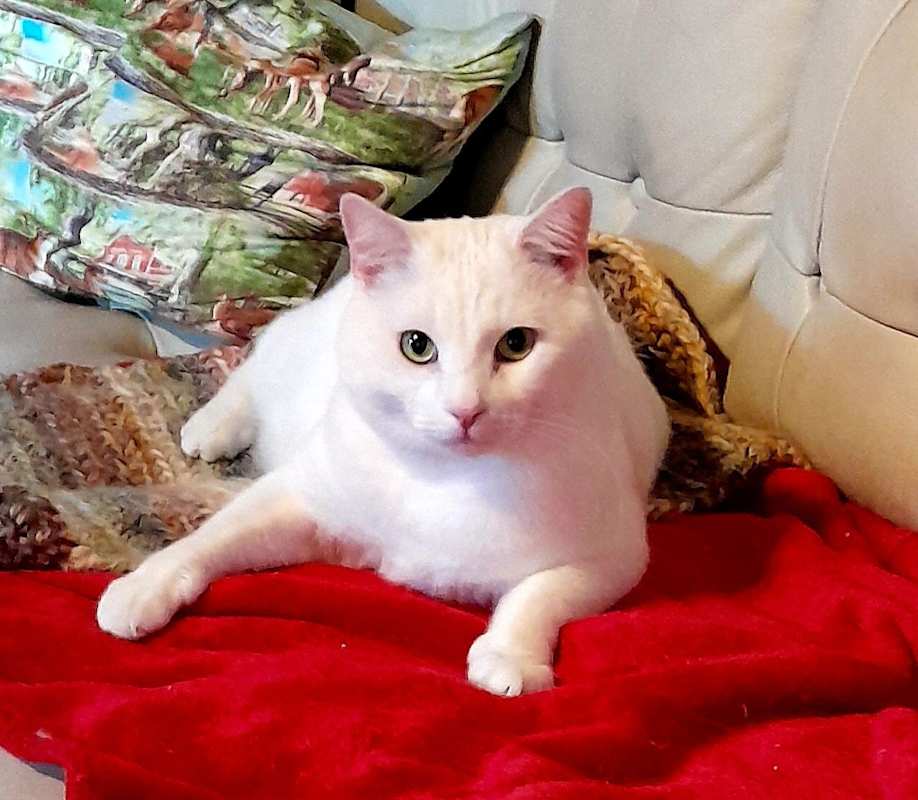 Photo of Casper #image
