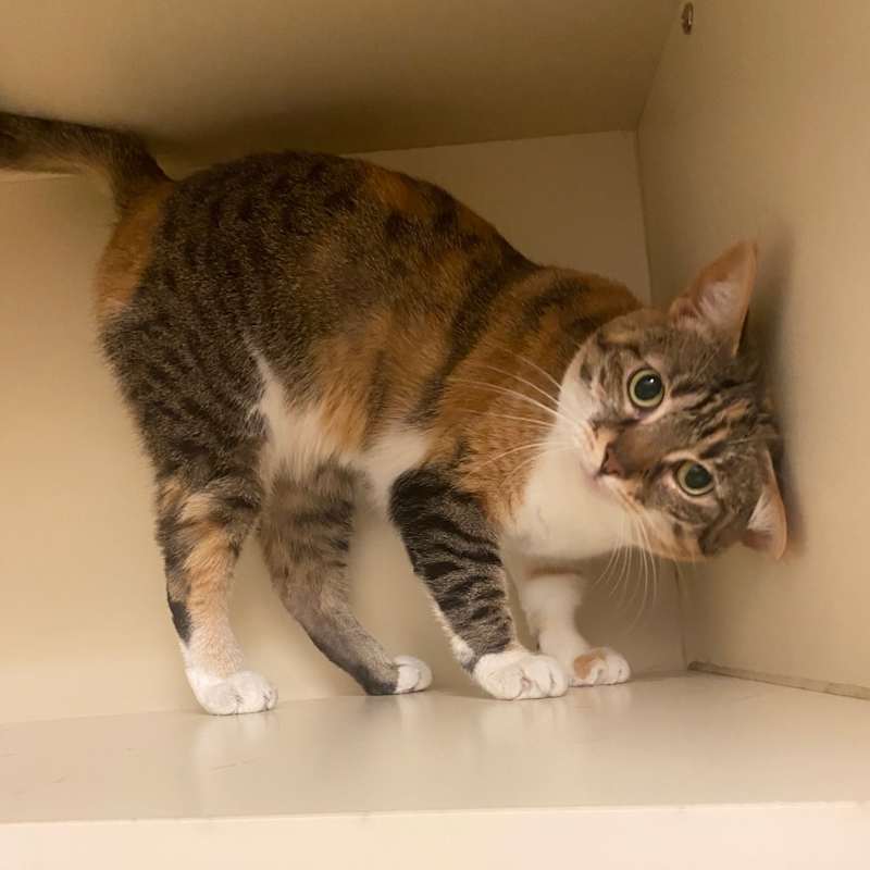 Photo of Fifi #image