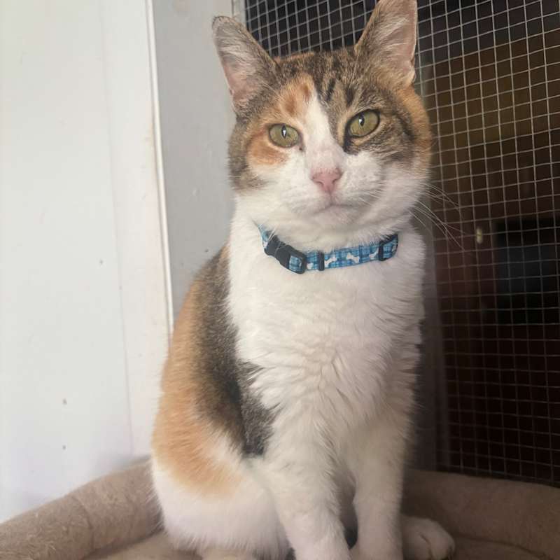 Photo of Mittens 9C25 #image