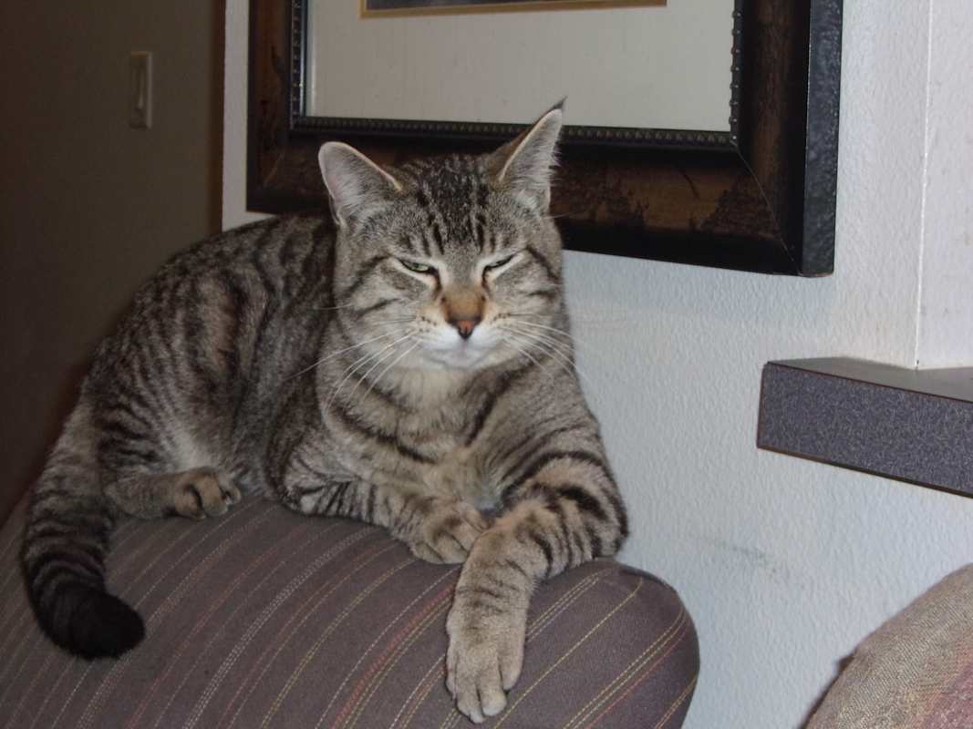 Photo of Big Tiger #image