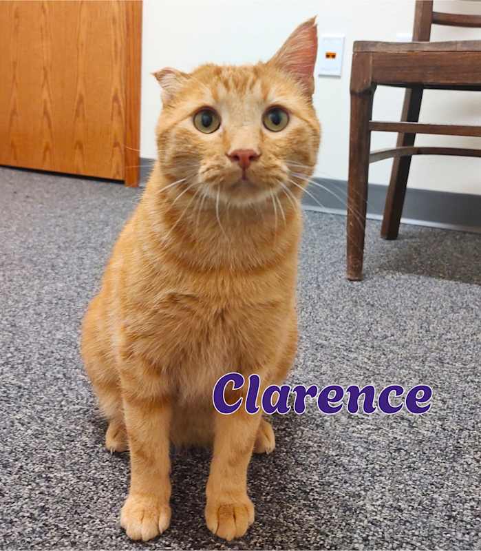Photo of Clarence #image