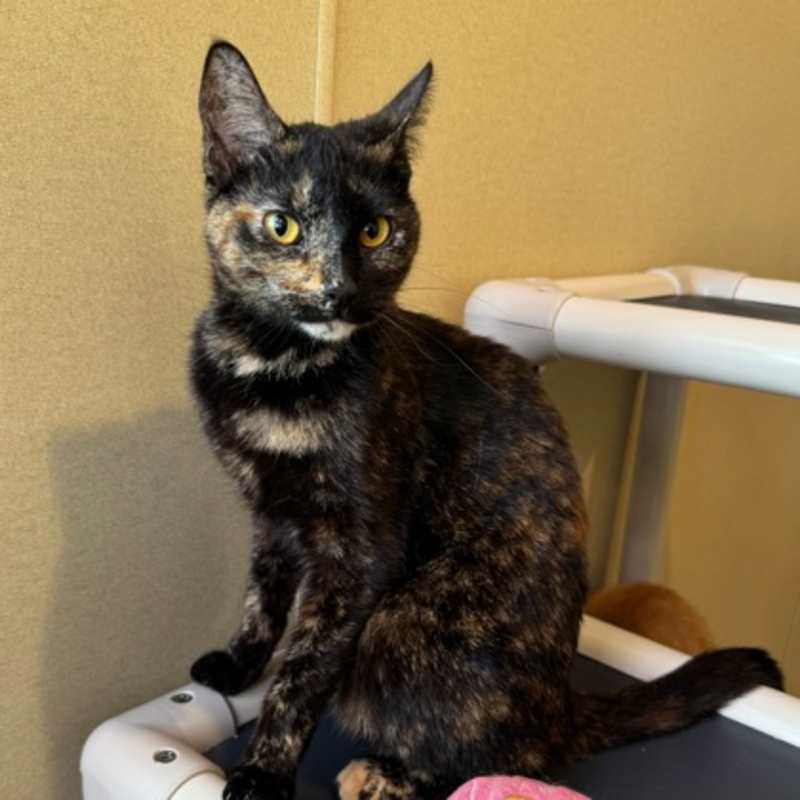 Photo of Annabell #image