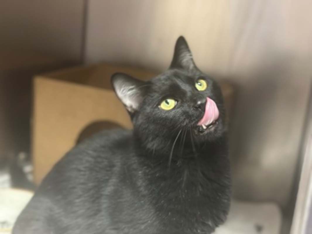 Photo of Binx #image