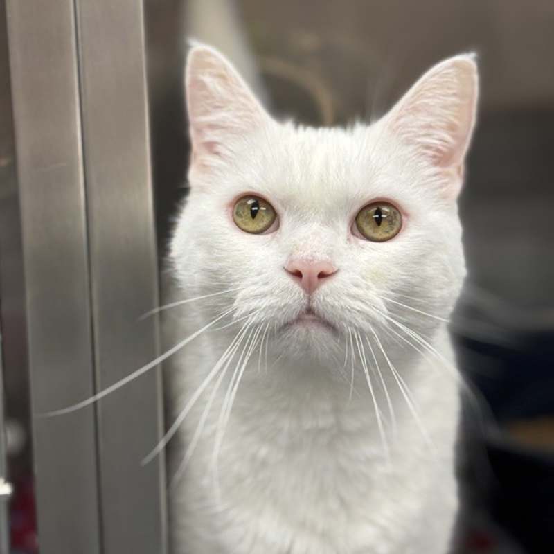 Cherokee County Adoptable Pet of the Week