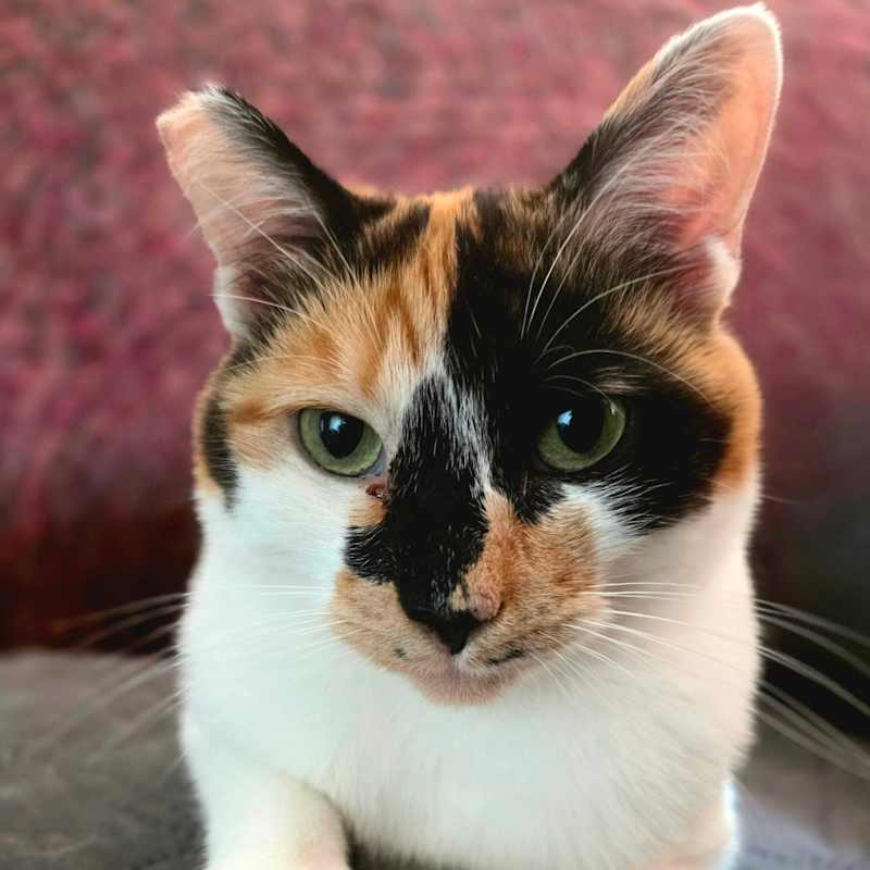 Photo of Abbie #image