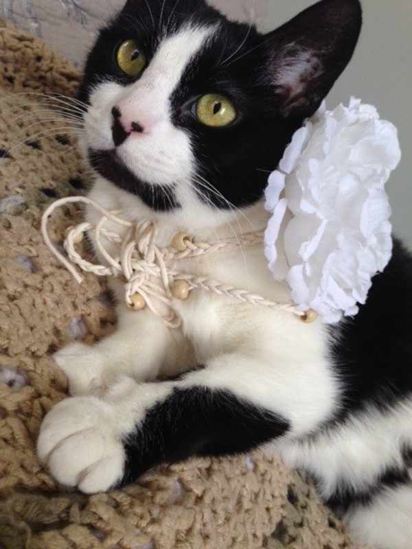 Photo of CLAIRE/ single cat hiome #image