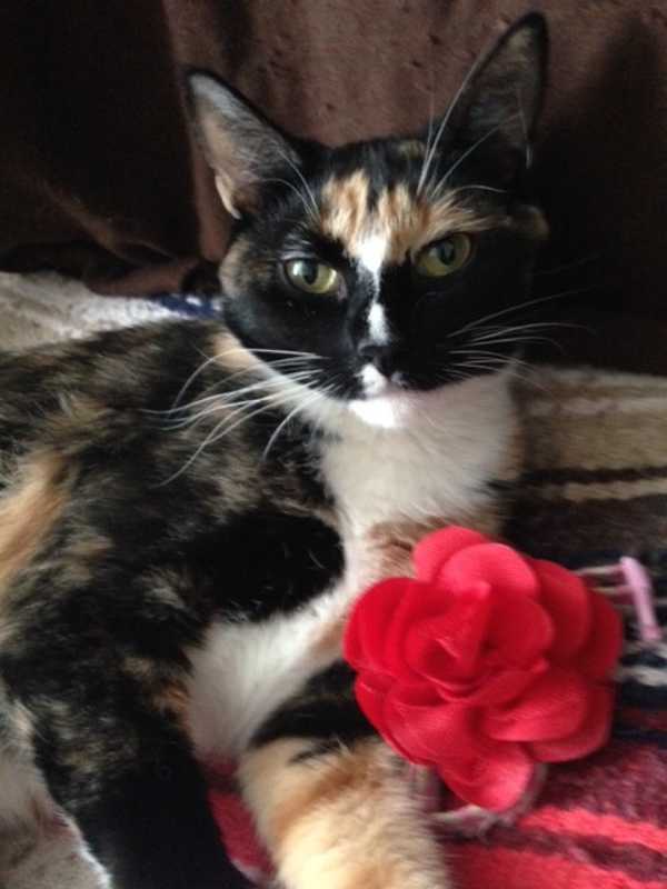 Photo of Florentine/ loving and sweet #image