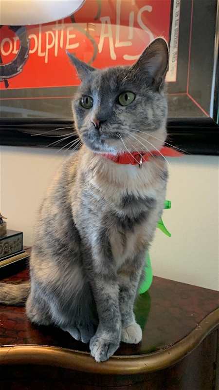 Photo of LuLu #image