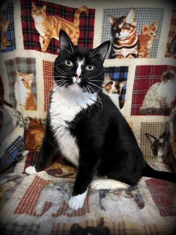 Photo of Bennie #image
