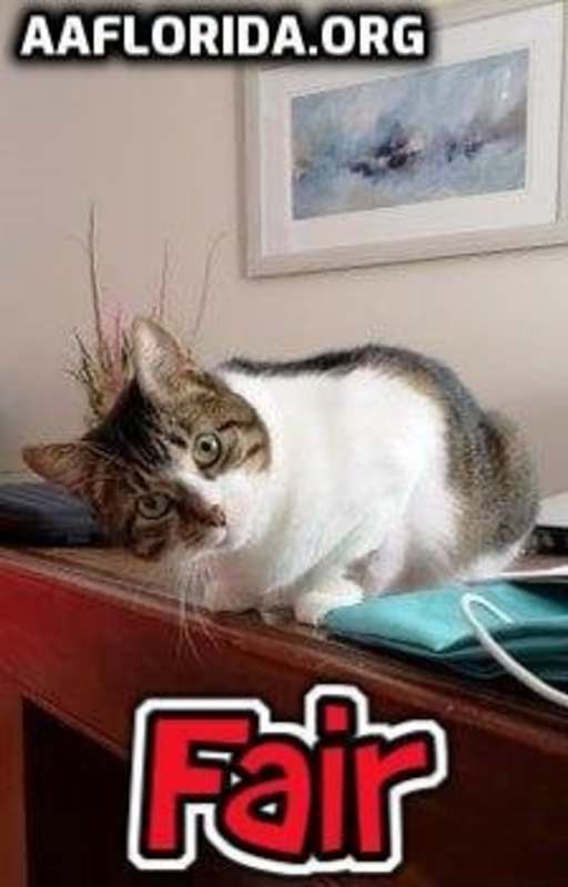 Photo of Fair the anti-cat cat #image