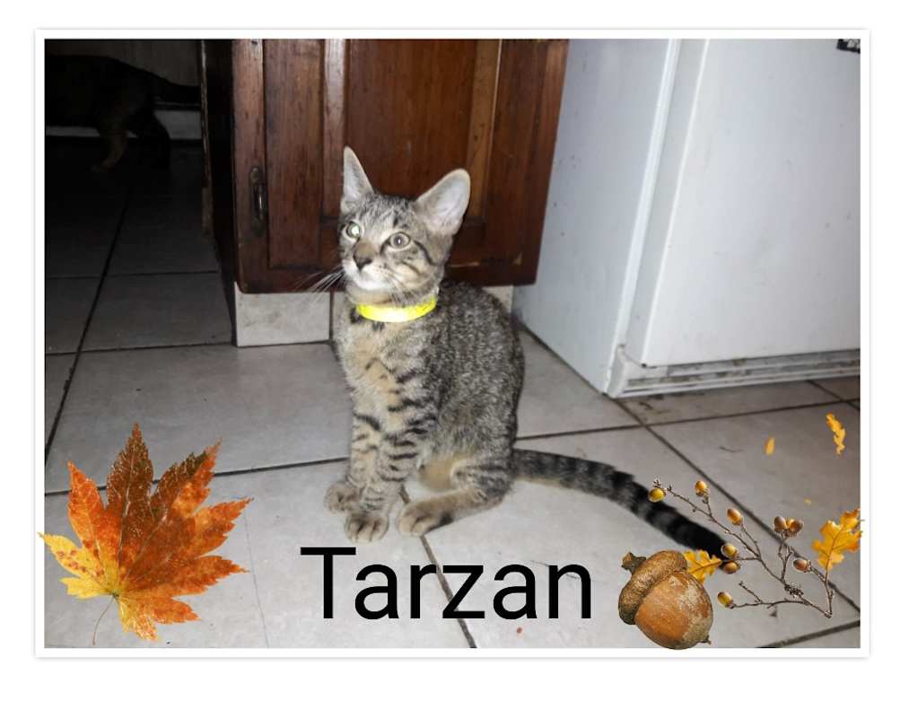 Photo of Tarzan #image