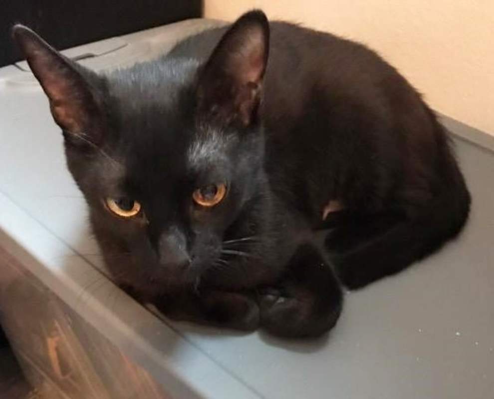 Photo of Luna #image