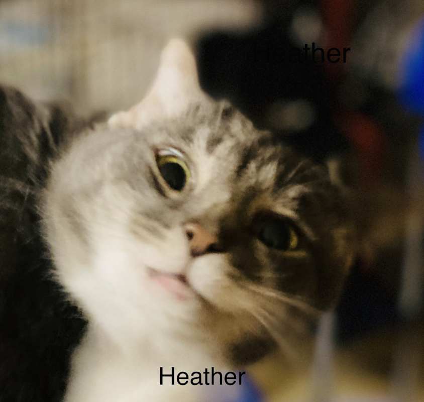 Photo of Heather #image