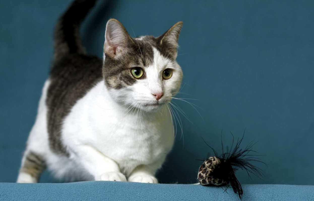 Photo of Rowdy #image