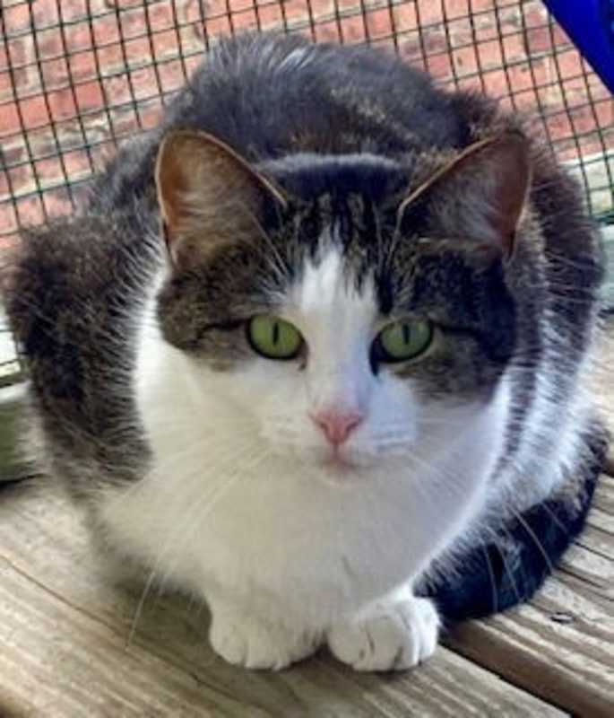 Photo of Pepper #image