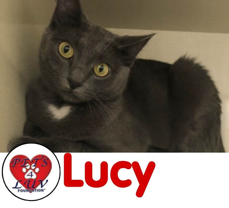 Photo of Lucy - Bob #image
