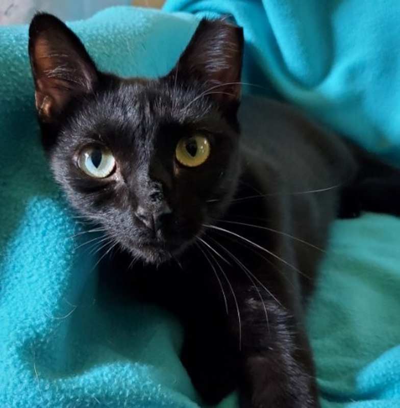 Photo of Cleopatra - Bombay-Look #image