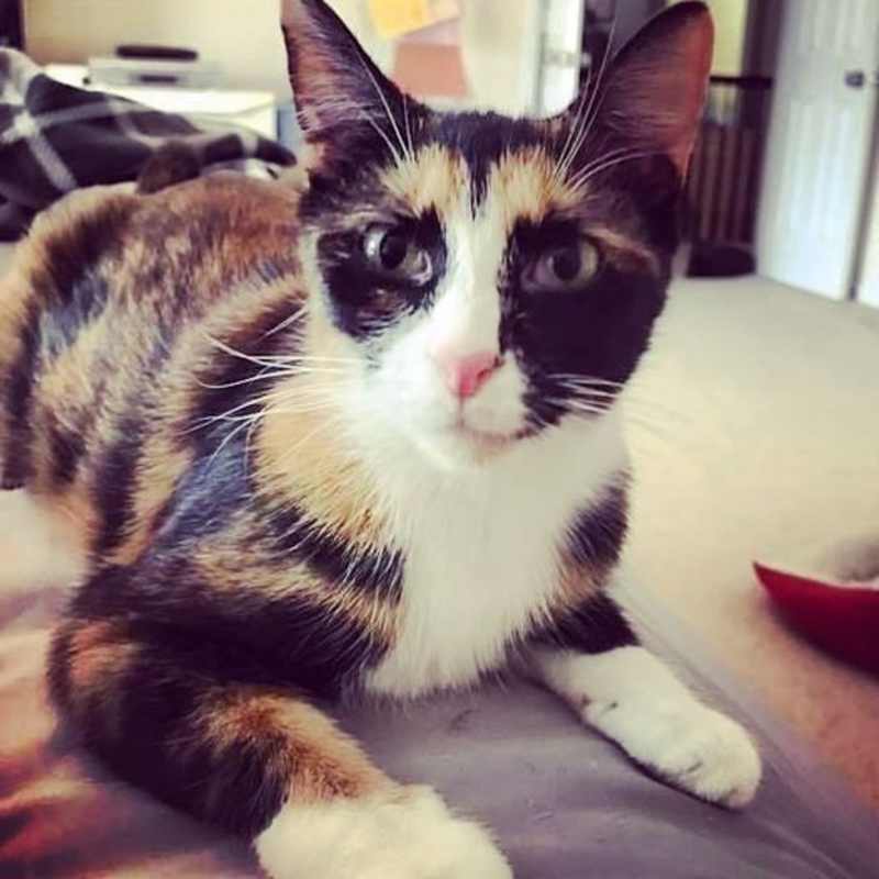 Photo of MYSTIQUE-bonded with Diego #image