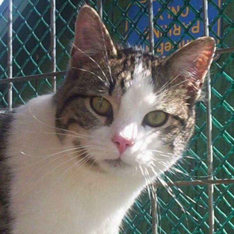 Photo of Reggie (Sweet Kitten) #image