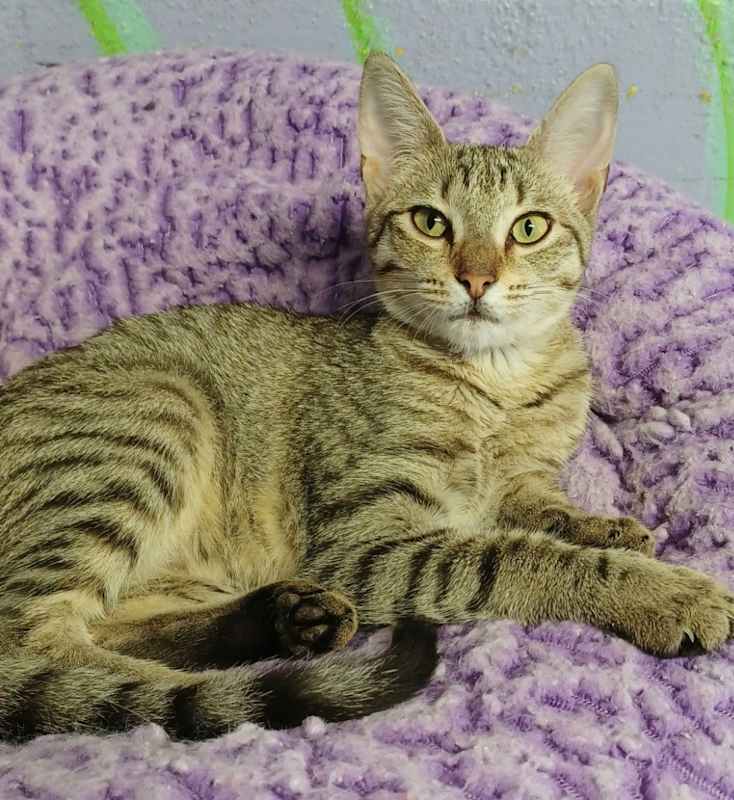 Photo of Drumstick #image