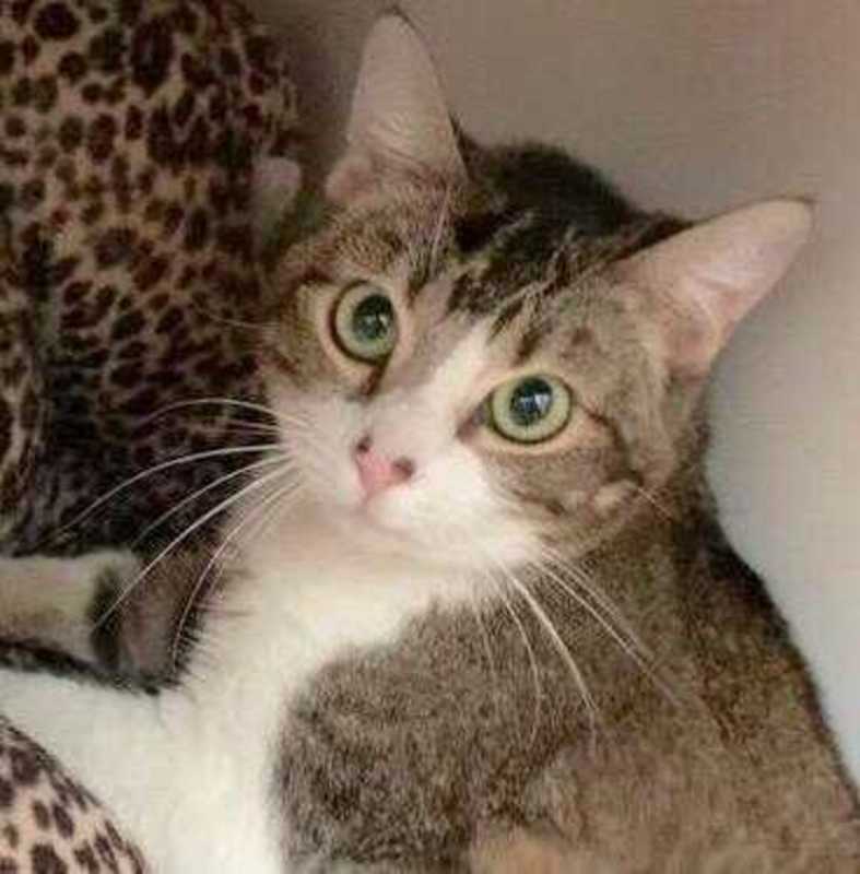 Photo of Sweet Pea #image