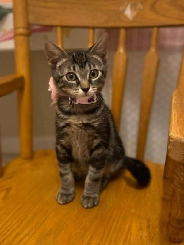 Photo of Cats/Kittens #image