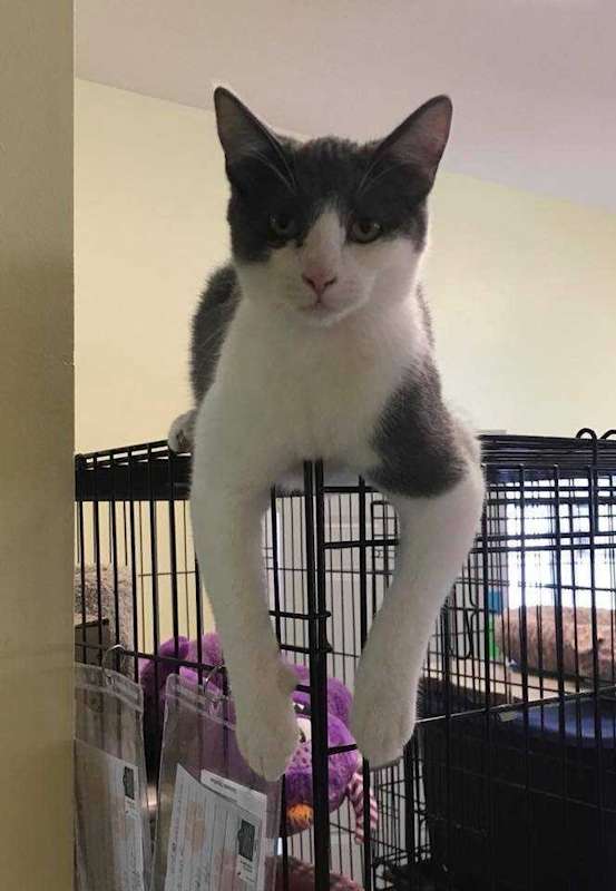 Photo of Gato #image
