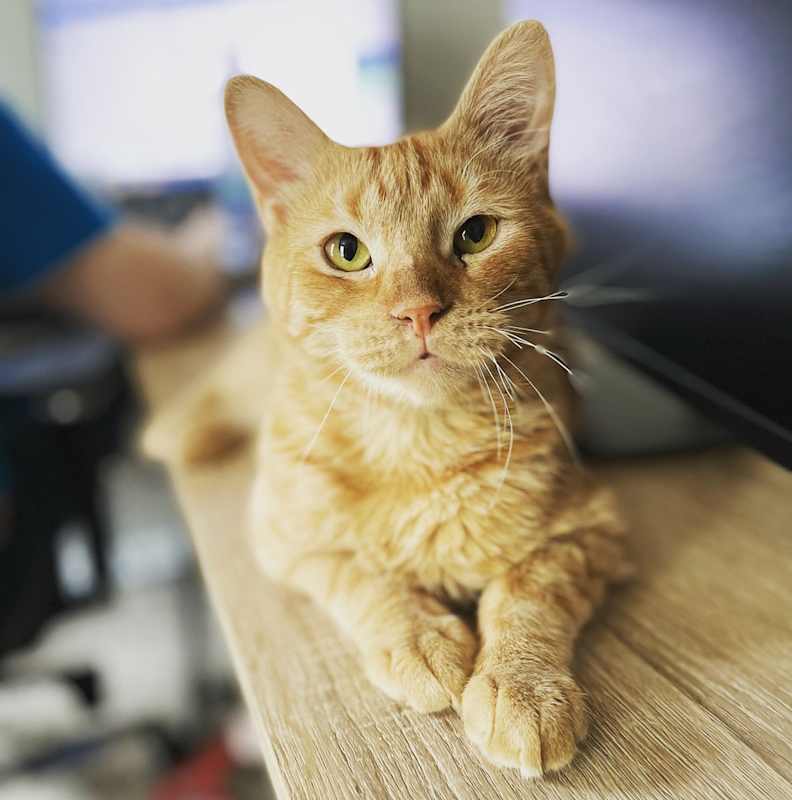 Photo of Reggie #image