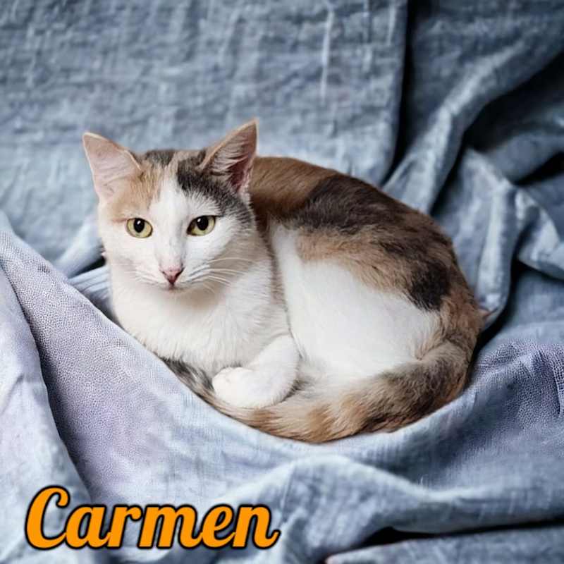 Photo of Carmen #image