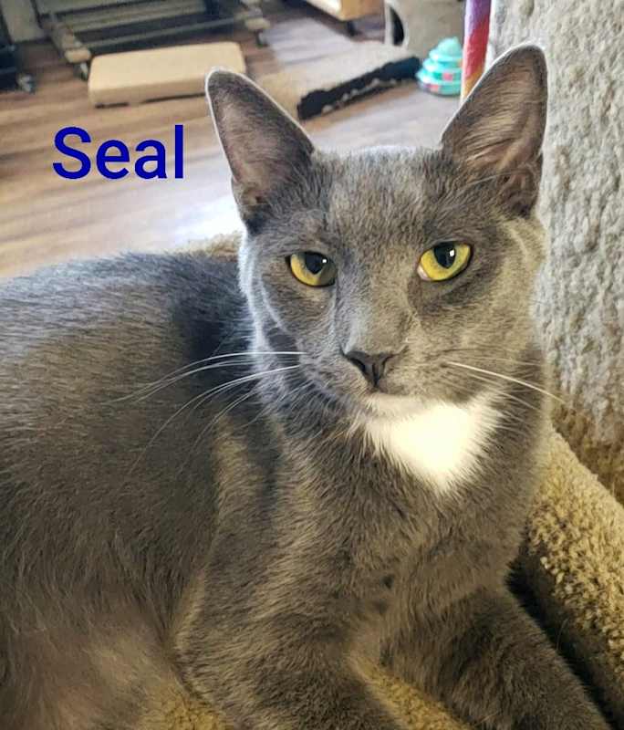 Photo of Seal #image