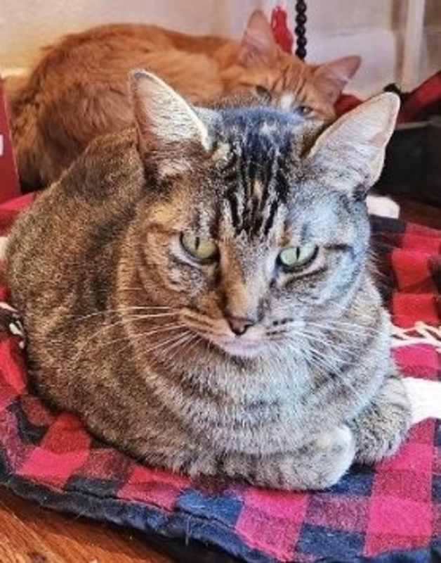 Photo of Pepper #image