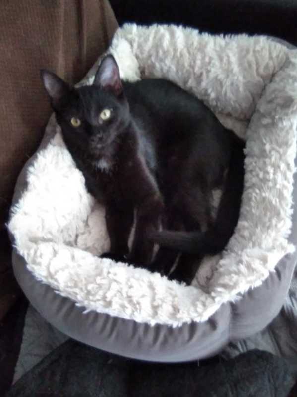 Photo of KITTEN POLLY POCKET #image