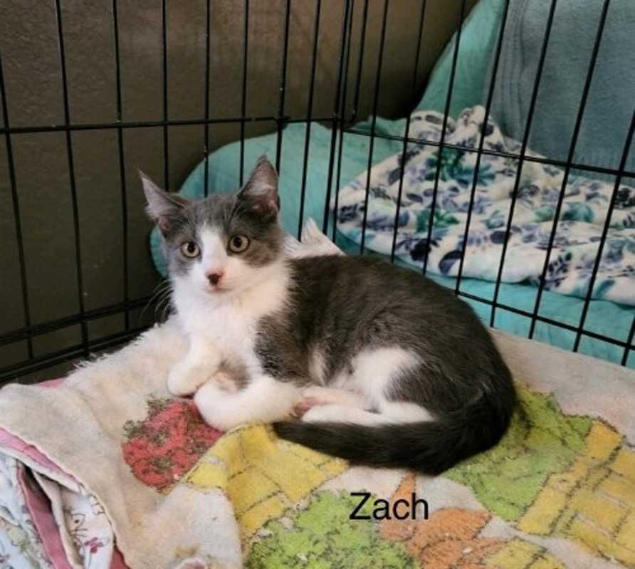 Photo of Zack #image
