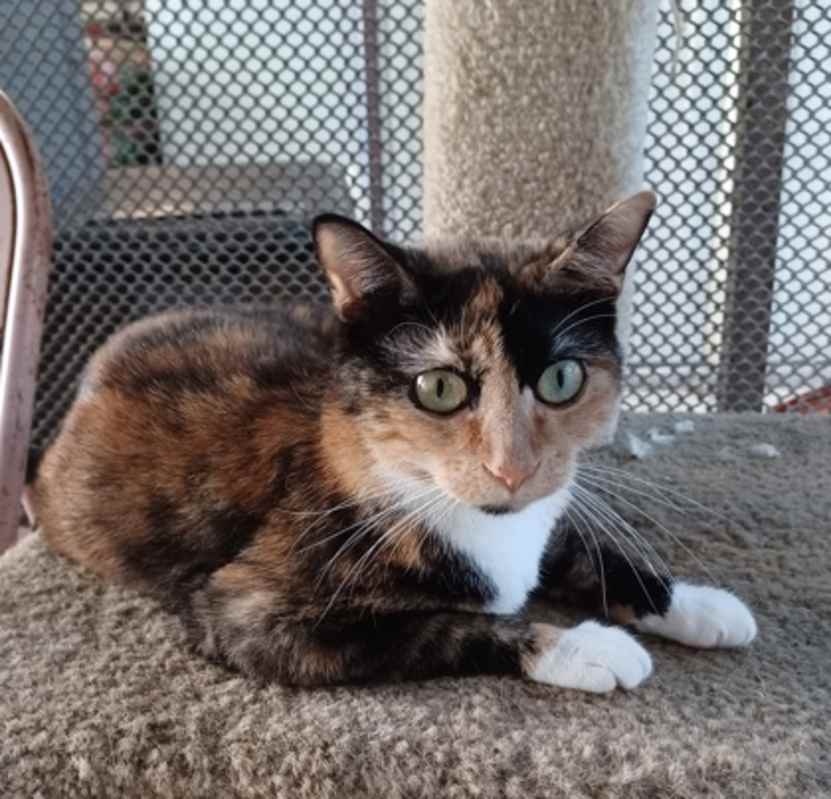 Photo of CHLEO #image