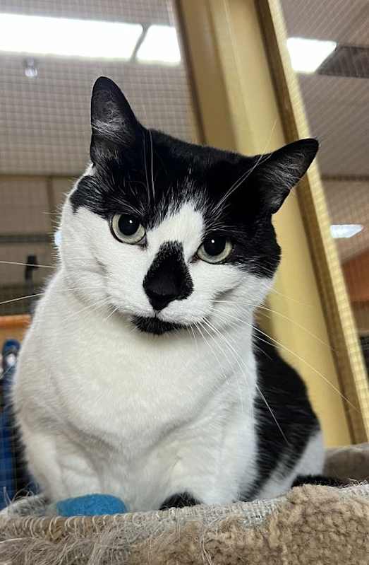 Photo of Gracie #image
