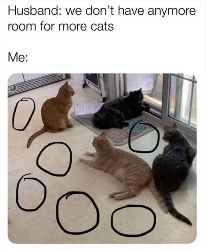 Photo of A Generic Cat/Kitten Application #image