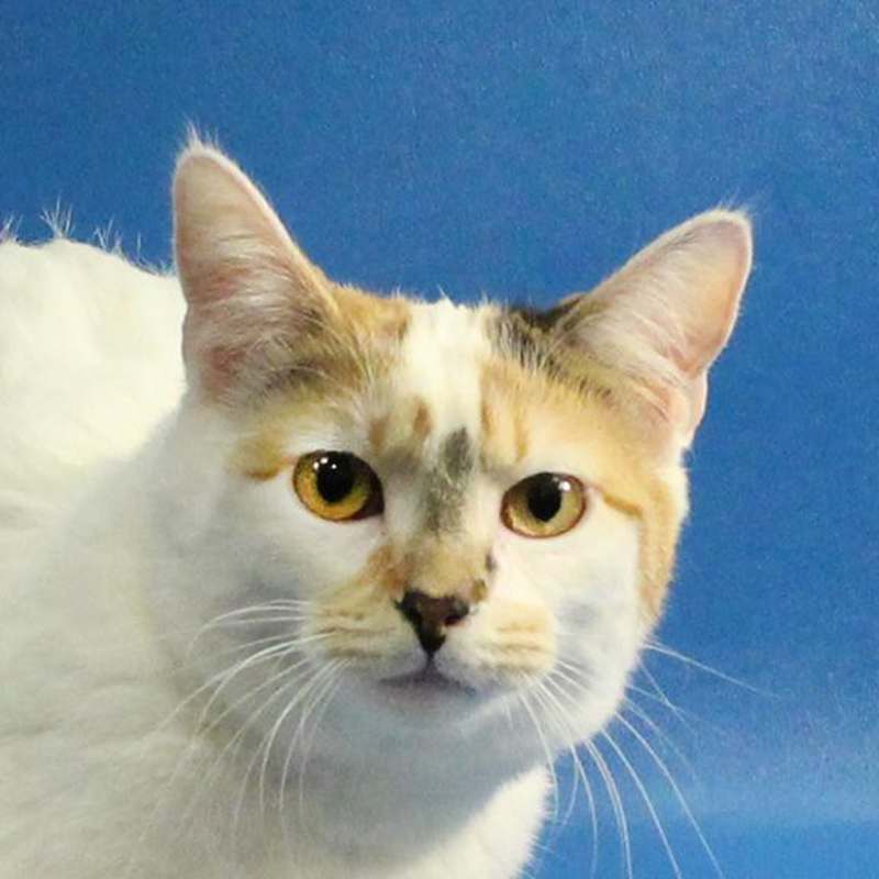 Photo of Princess Rocky #image