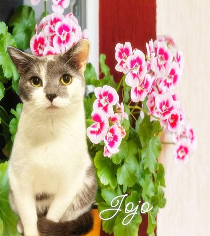 Photo of Jojo #image